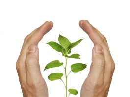 Incubateur comme accompagnateur par excellence